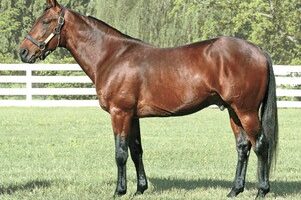 Captaintreacherous Conformation