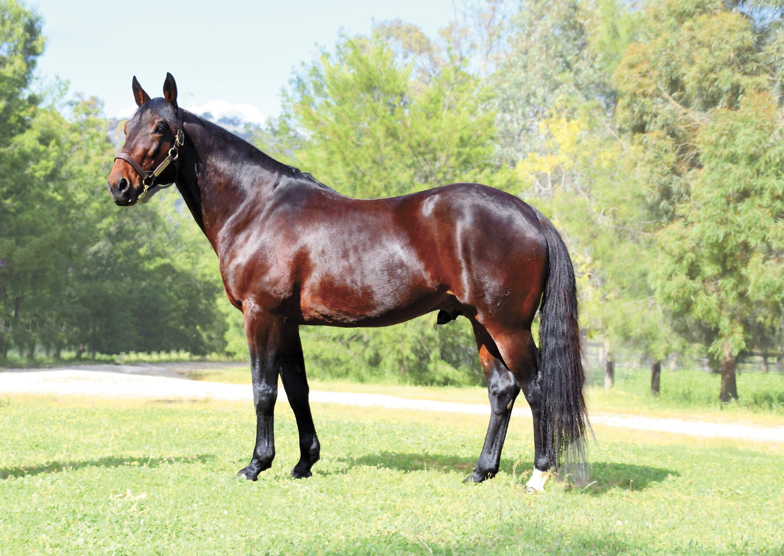 Heston Blue Chip Conformation Heston Blue Chip Conformation