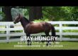 Stay Hungry - Paddock Footage