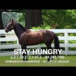 Stay Hungry - Paddock Footage