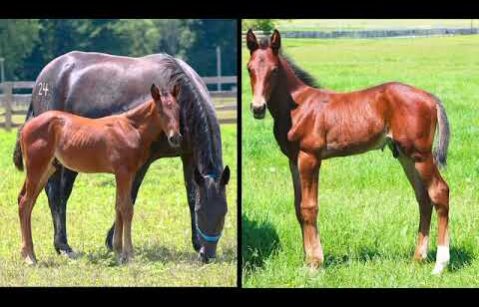 Stay Hungry - Promotional Video