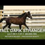 Tall Dark Stranger - Paddock Footage