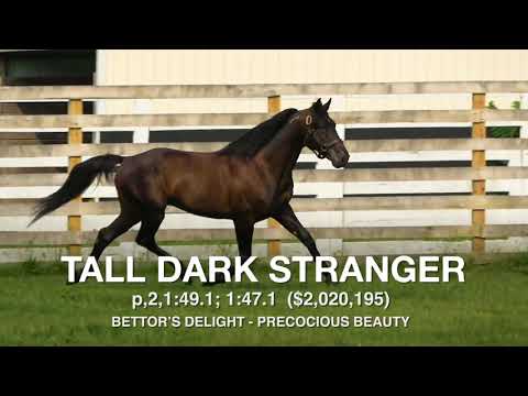 Tall Dark Stranger - Paddock Footage