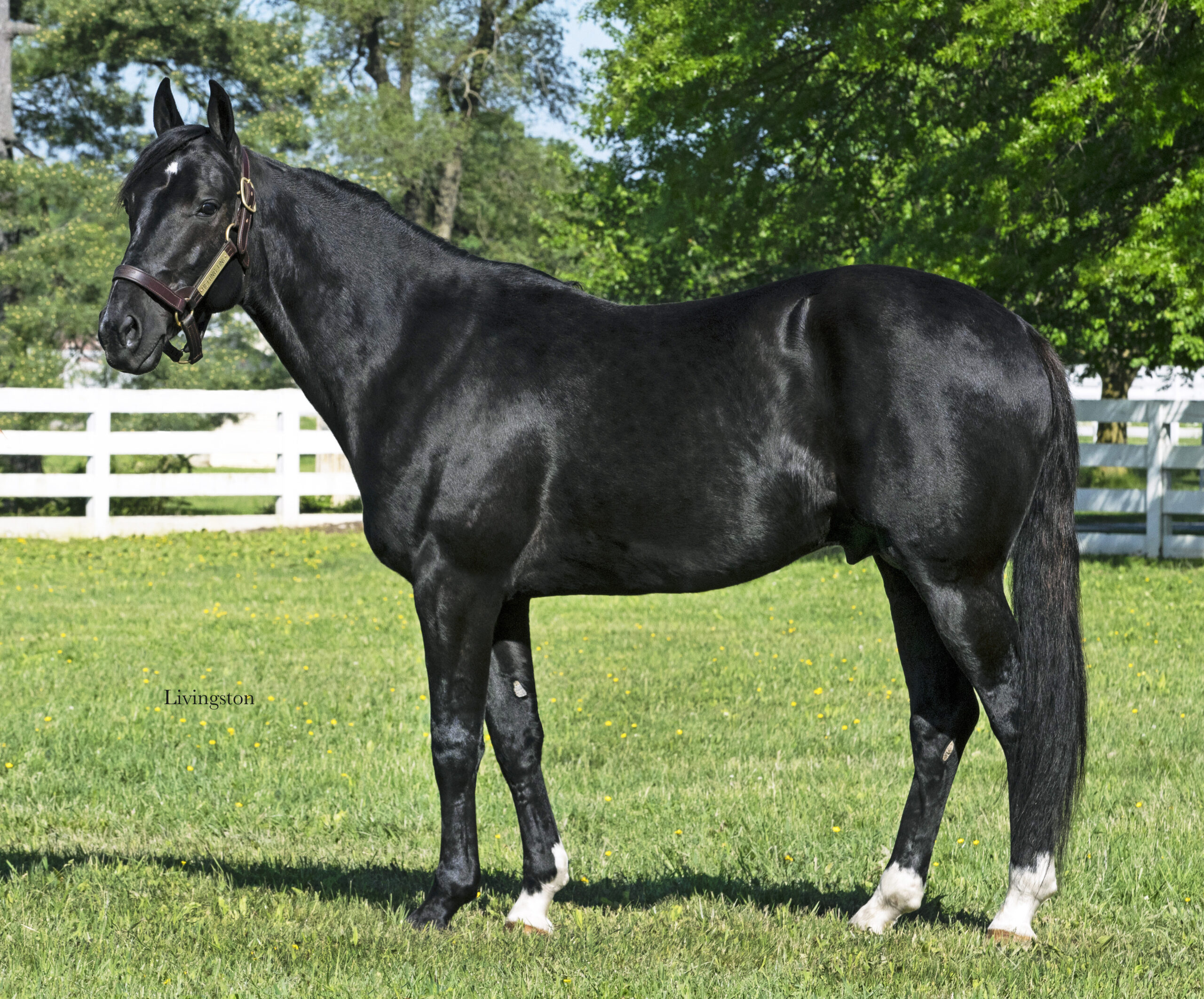 Betting Line Main Betting Line Main