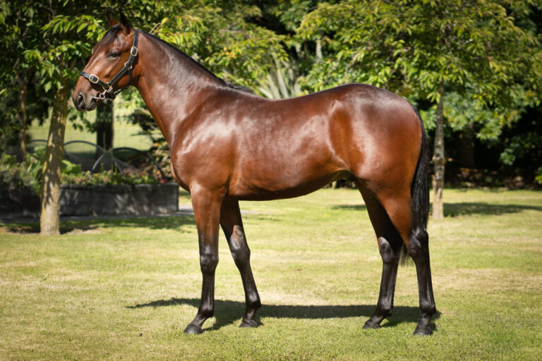 #318 Captaintreacherous Imaginary Bet Colt