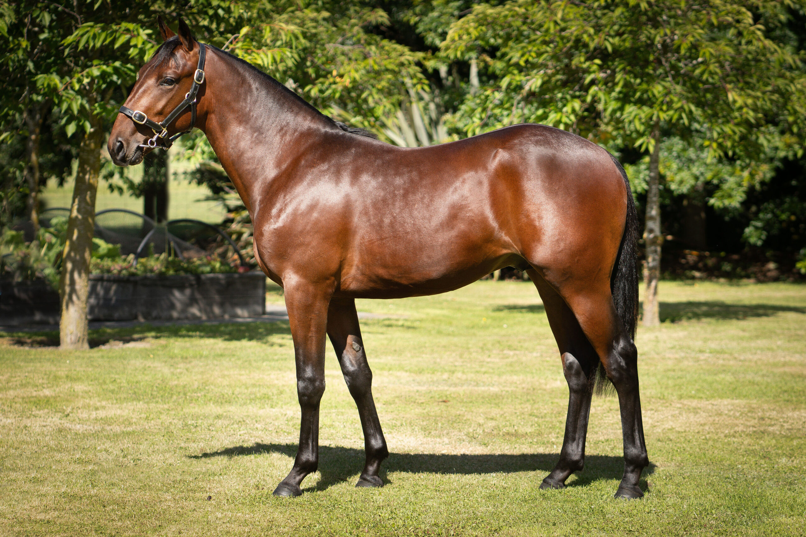 #318 Captaintreacherous Imaginary Bet Colt