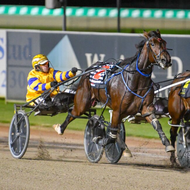 Double Act Double Act Harness Pacing Horse