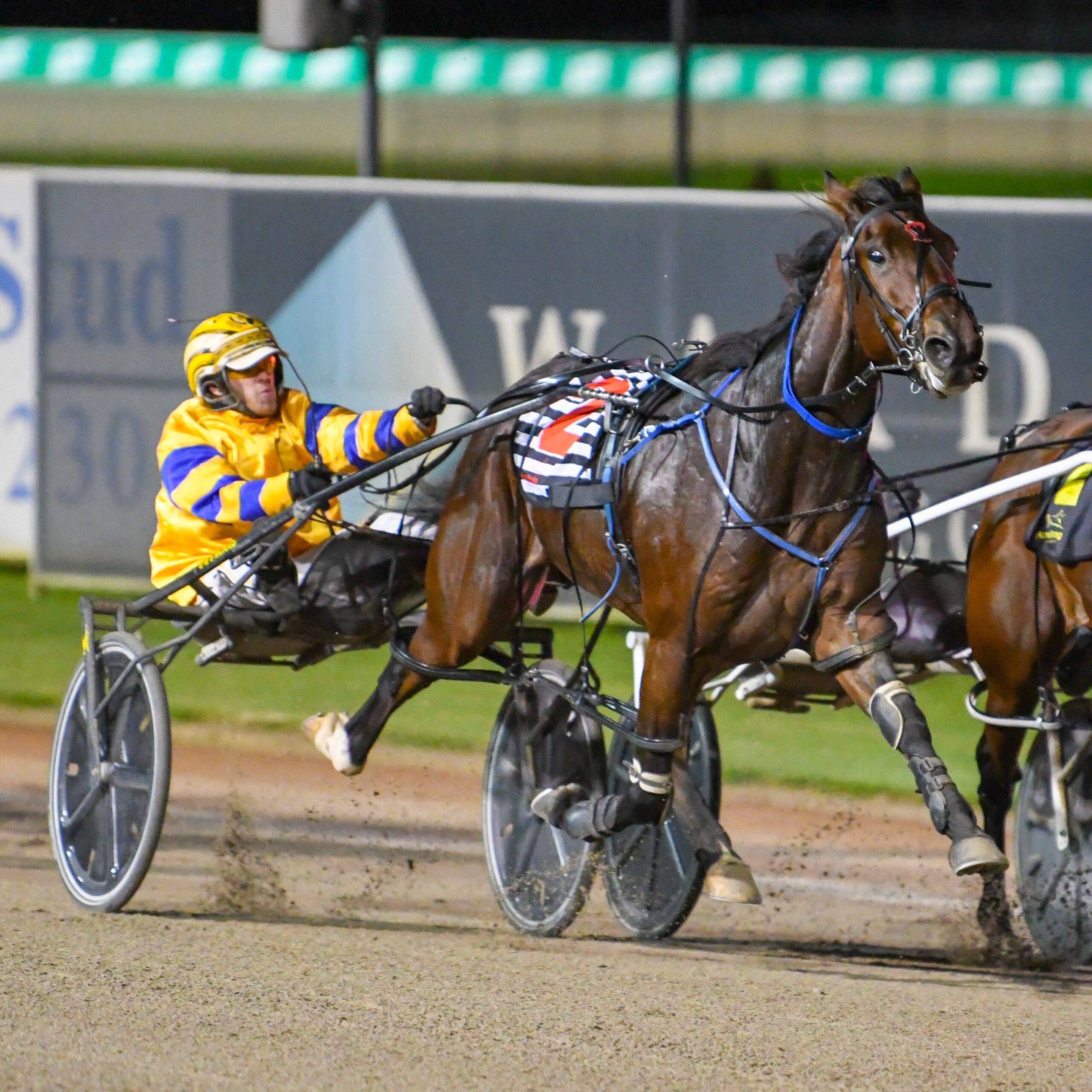 Double Act Harness Pacing Horse