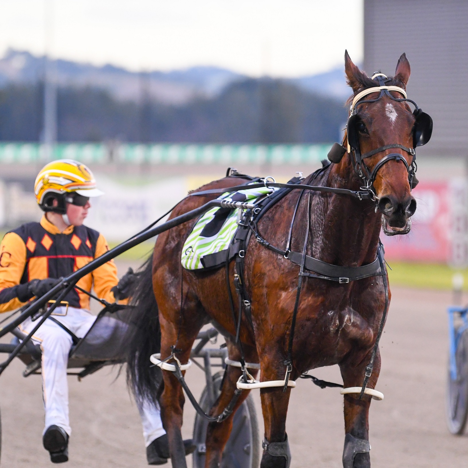 HB Incognito Incognito