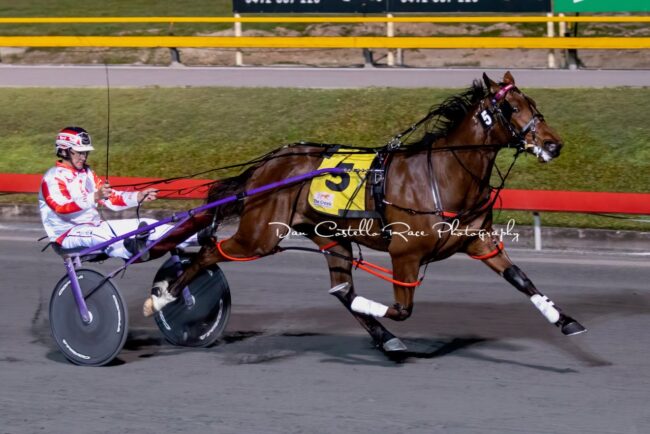 CT Jewel Melody Qbred Jewel Melody