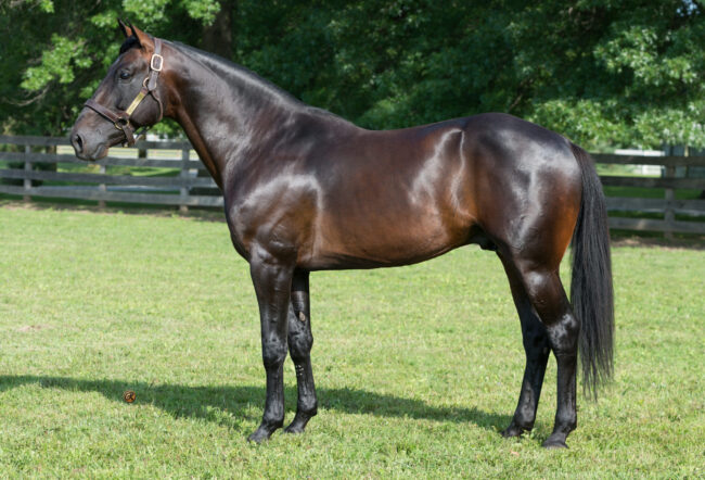 Hanover Shoe Stallions Tall Dark Stranger