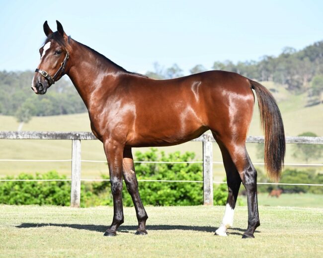 23 SH – Tori May – WT Filly