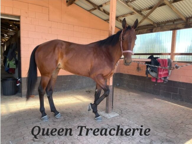 CT Queen Treacherie Queen Treacherie