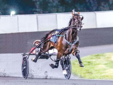 Bulldog Hanover