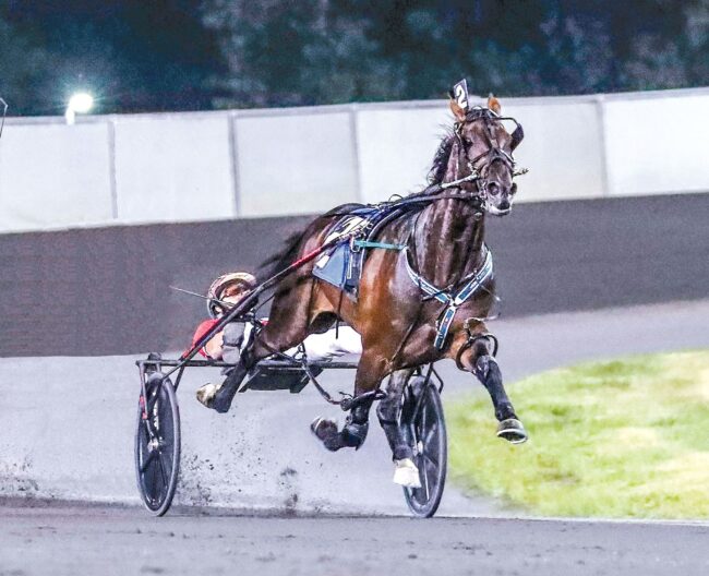 Bulldog Hanover Bulldog Hanover