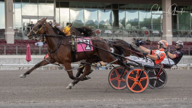 SH Brue Hanover Chris Godden