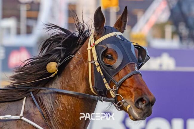 CT Star Lavra PacePix Star Lavra PacePix