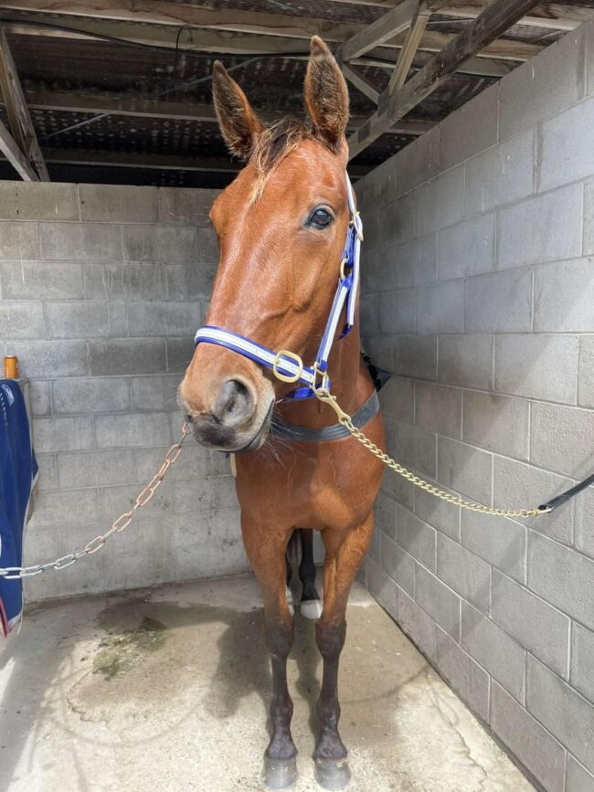 CT Treacherous Baby Purdon Racing Treacherous Baby Purdon