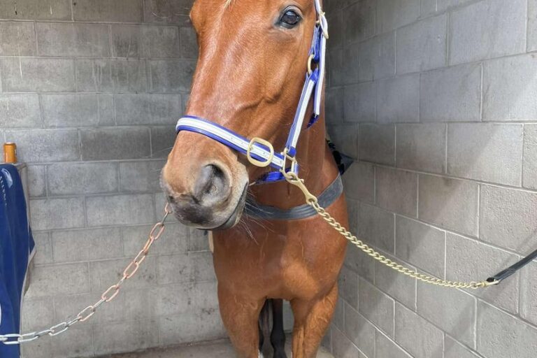 Treacherous Baby Purdon