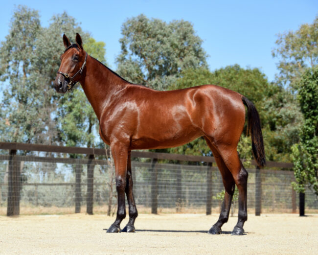 61 CT Yearling Sales