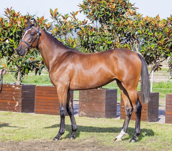 APG M 214-Tall-Dark-Stranger-Sparkling-Tachyon-600×525