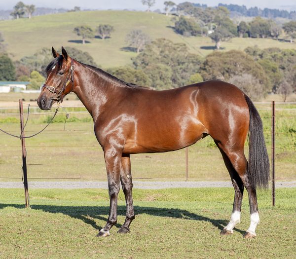 APG S SH 385_Stay-Hungry-x-Strawbs-Interact-filly-600×525
