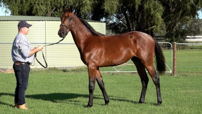 Lot-332-Captaintreacherous-US-x-Ima-Grumpy-Possum-NZ-Bay-Colt.stand_-1200×675-1 Ima Grumpee Possum