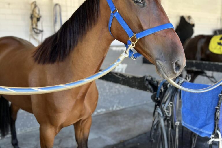 Louie Vee Robbie Williams Pacing