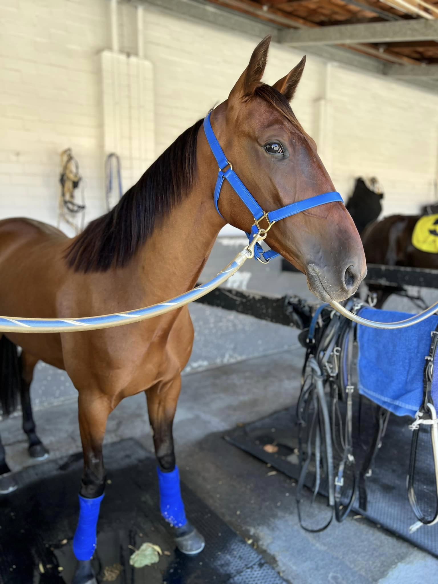 Louie Vee R Williams Pacing Louie Vee Robbie Williams Pacing