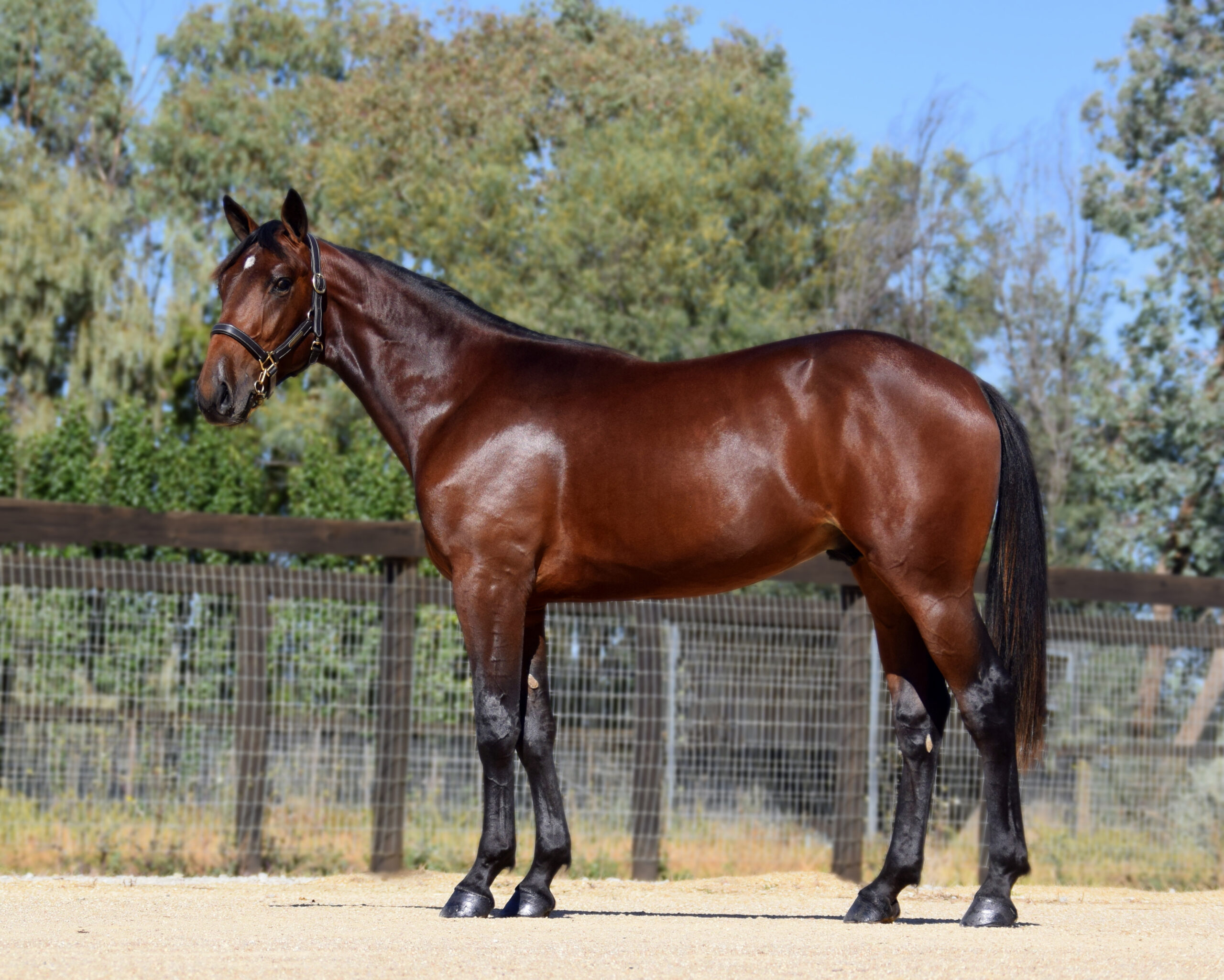 A FINAL 2024 Llowalong 349 Treasure Me TDS 5 BODY FINAL Treasure Me