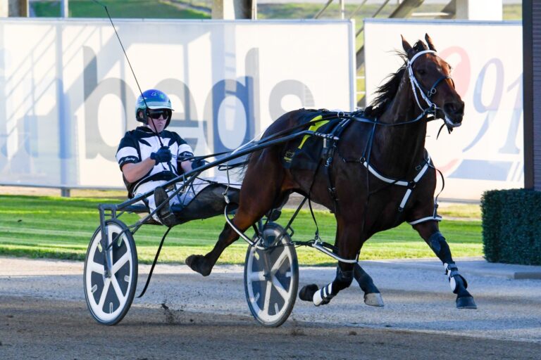 Amore Infida Menangle