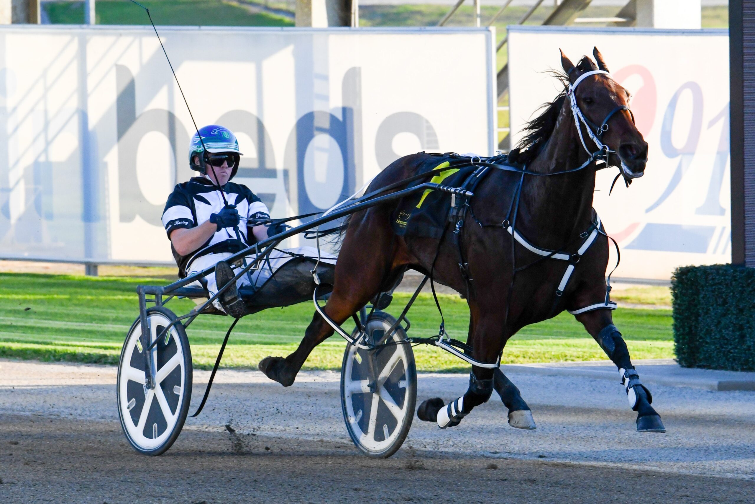 Amore Infida Menangle
