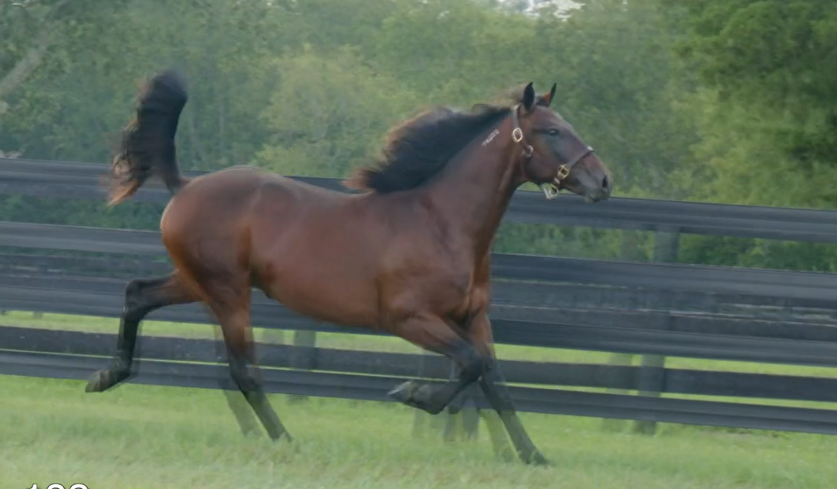 TDS Wavedancer Brittany Farms