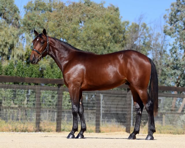 TDS Treasure Me Colt