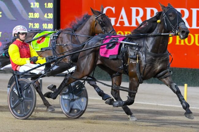 SH Heeza Malteeza Menangle