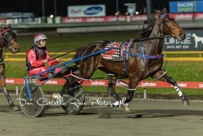 SH London Baby Qbred