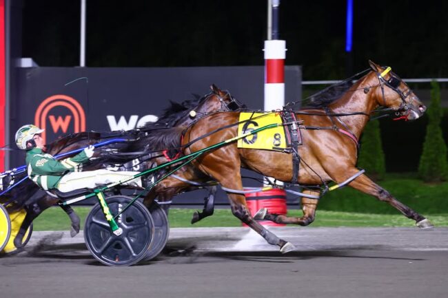 SH Brue Hanover Mohawk
